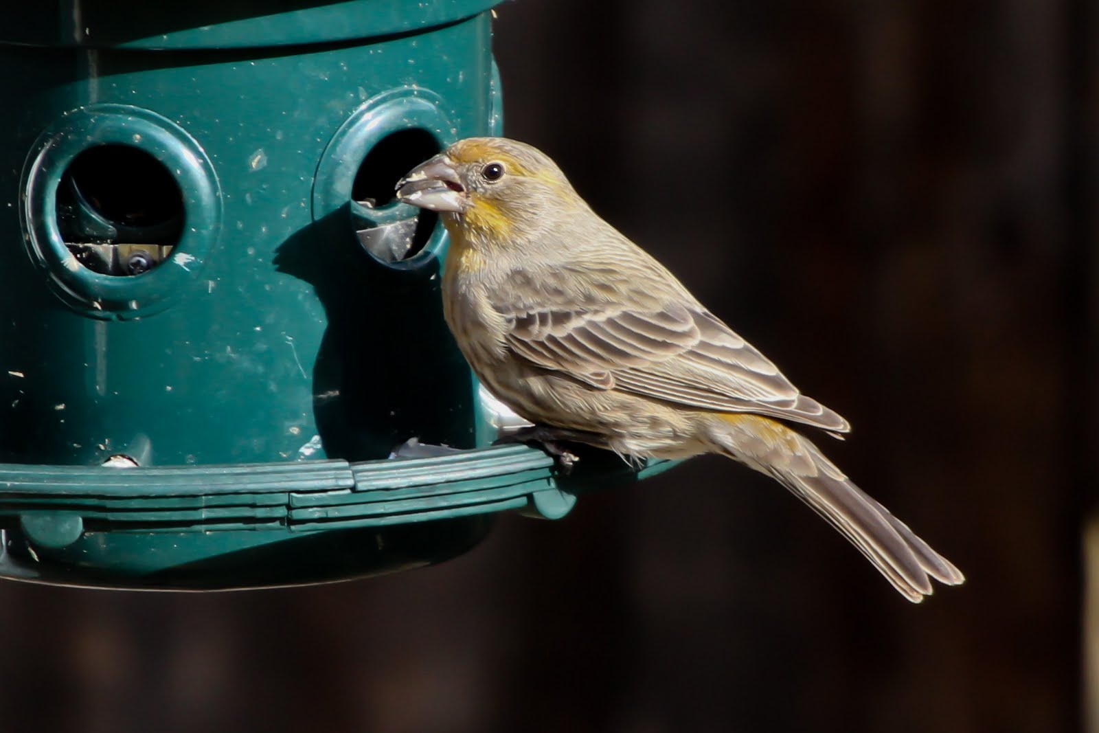 Calico's Nest Yellow House Finch!