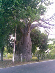 Baobá de Jundiaí - Macaíba RN