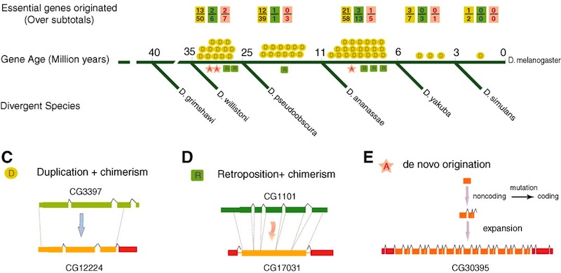 what genes are dominant in babies