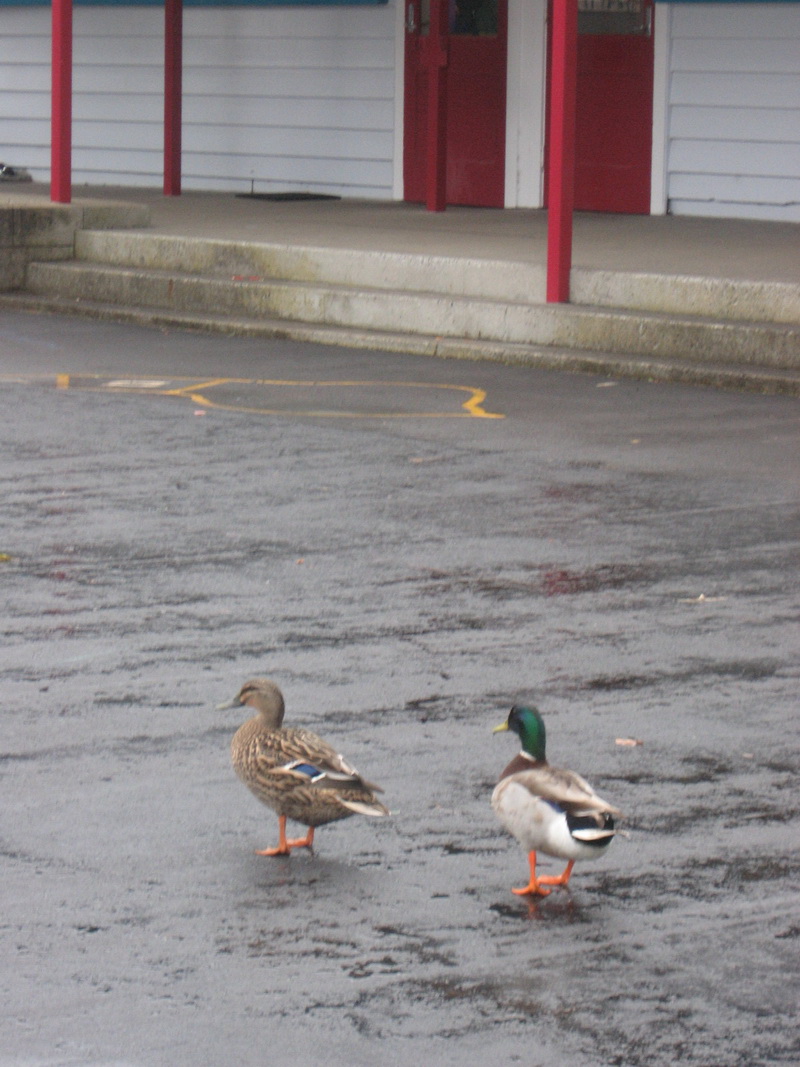 Macbeth watery wednesday Lovely weather for ducks