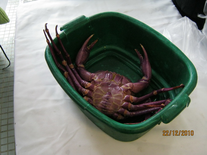 my walk with food and beautiful plants and flowers My World Tuesday