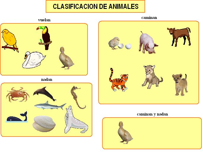 Clasificación De Los Animales Según Su Alimentación. Clasificación De Los Animales Según Su Alimentación.