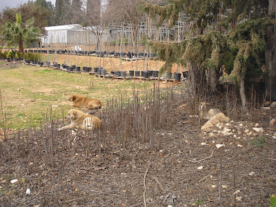 Dogs guarding plant nursery