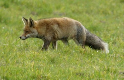 Zorro rojo (Cantabria)