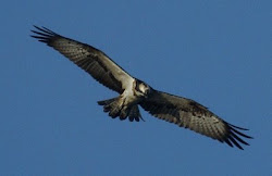 Águila pescadora (Colindres) Cantabria