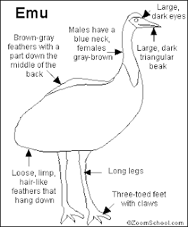 Make Money from Emu Birds: About Emu Bird