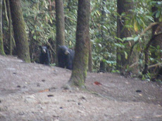 Bears on a Trail