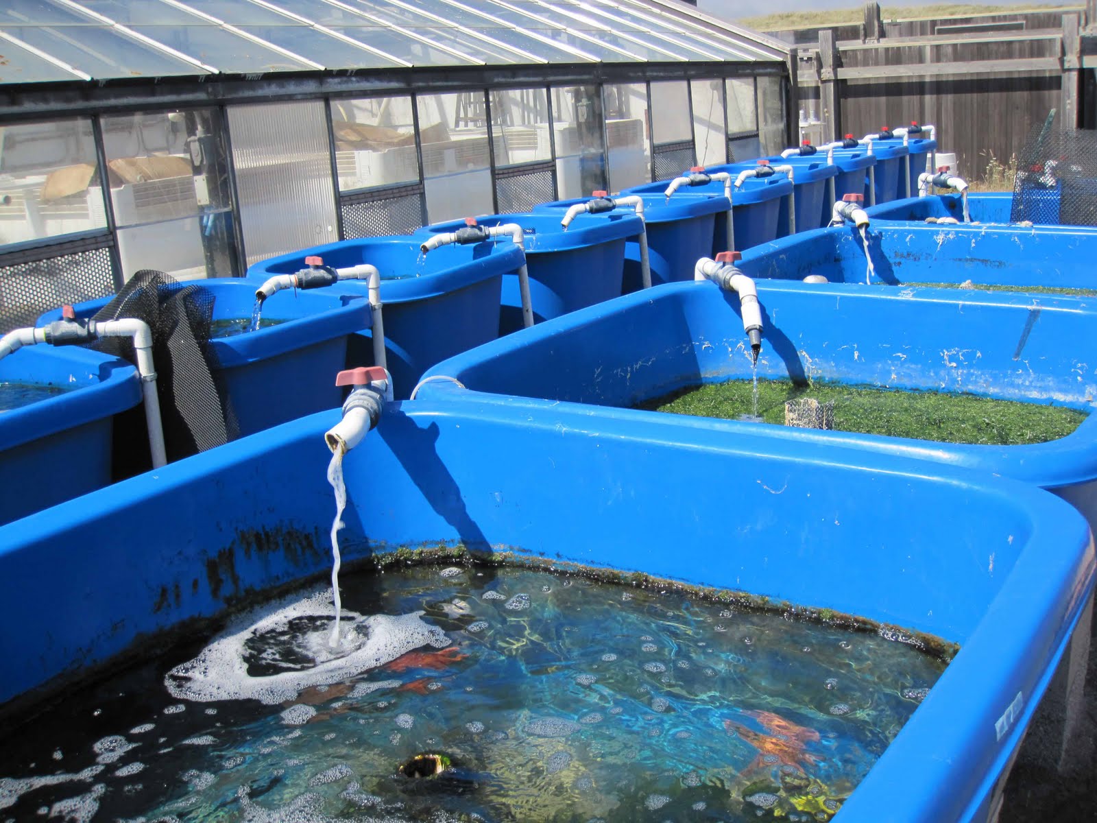 BodegaBayLife Bodega Marine Lab