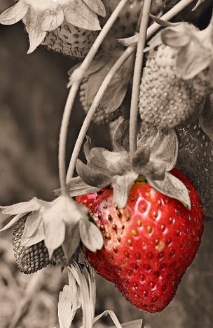 Cinta seperti Strawberry.....indah dipandang mata, manis & masam di dalam mulut