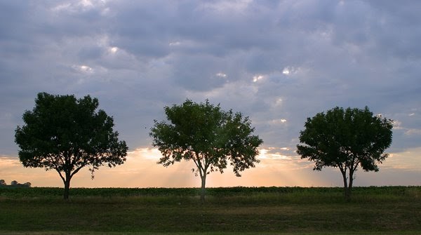 lojeda: El sueño de los tres árboles