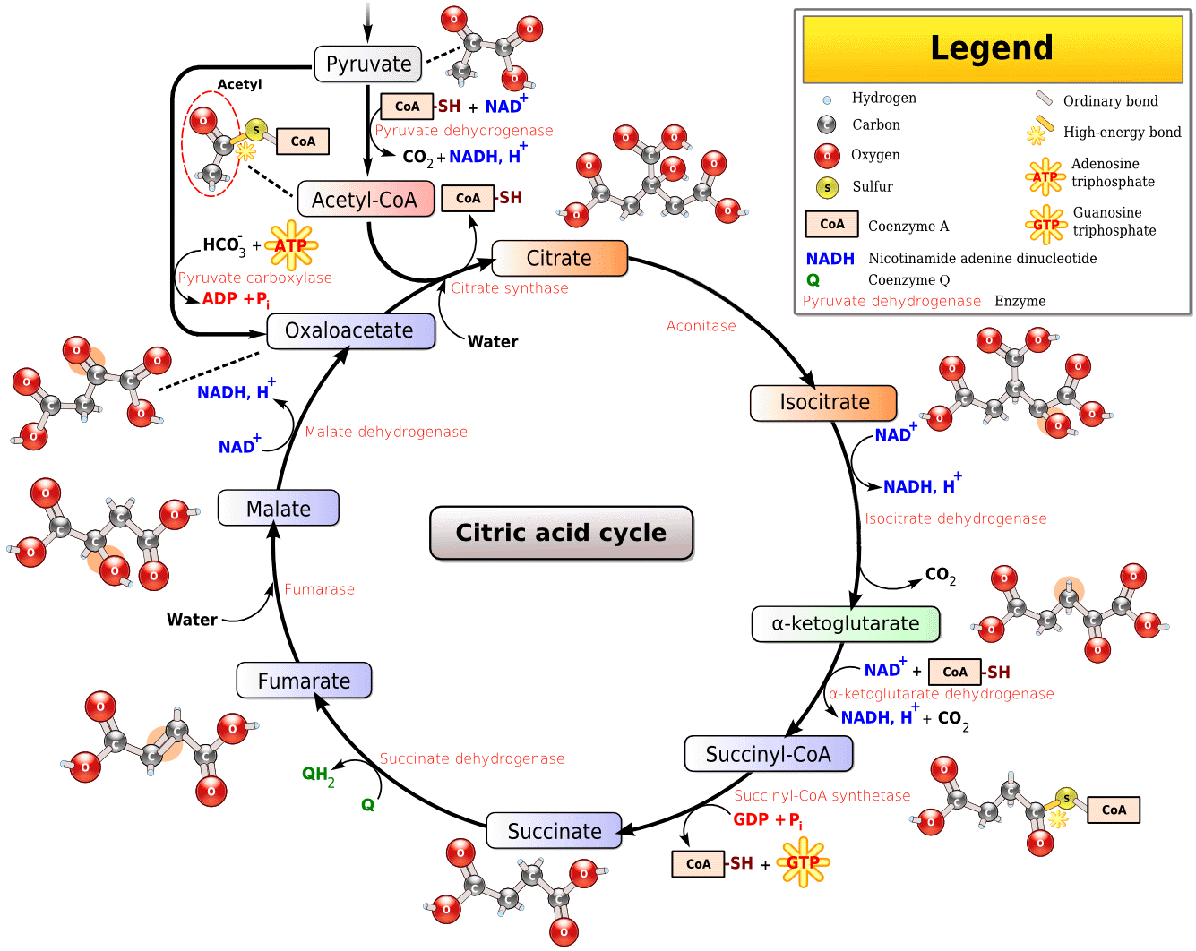 Diagram Of The Citric Acid Cycle