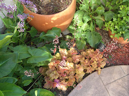 Blooming coral bells...