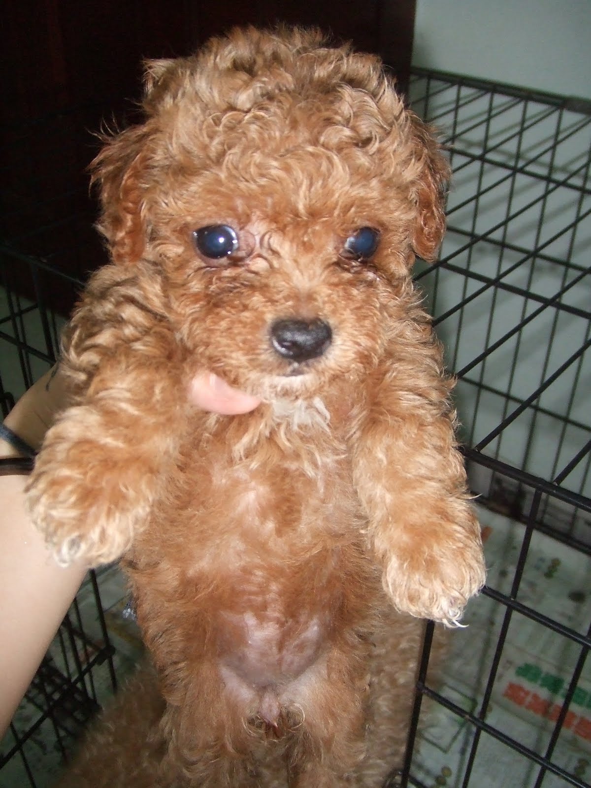 sweetmomblog: WTS 4 teacup toy poodles