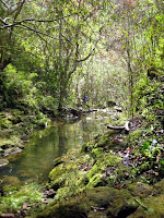 Small creek on Maui Hawaii