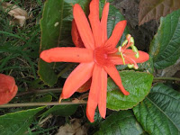 A flower in the organic garden of the Hale Hookipa Inn Maui Hawaii bed and breakfast