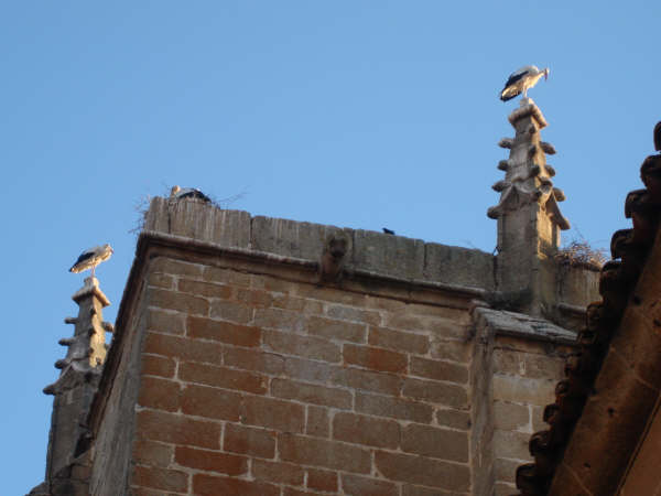 [julio_2008_Torre_de_Sande_CÃ¡ceres_229.JPG]