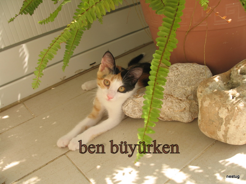 nestug BALKONDAN DÜŞEN KEDİ GİNA