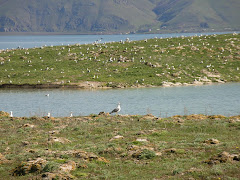 Armenian Gull Icland