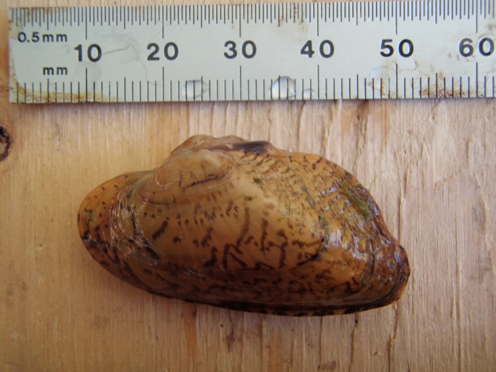 Stream Habitat Management Weekend Freshwater Mussel Trip in TN Day 1