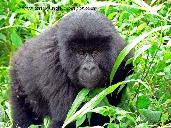 Africa jungle jungle drums of africa african jungle animals