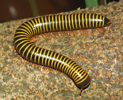 millipede yellow banded millie pet france