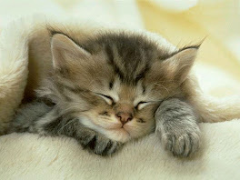 Cat Care Secrets!