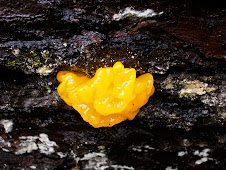 Witch's Butter- a Jelly Fungus