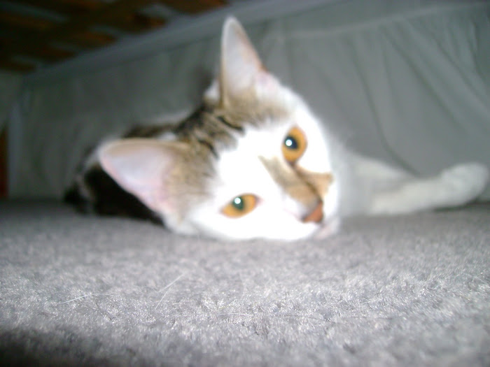 Ze Cat Under Ze Bed