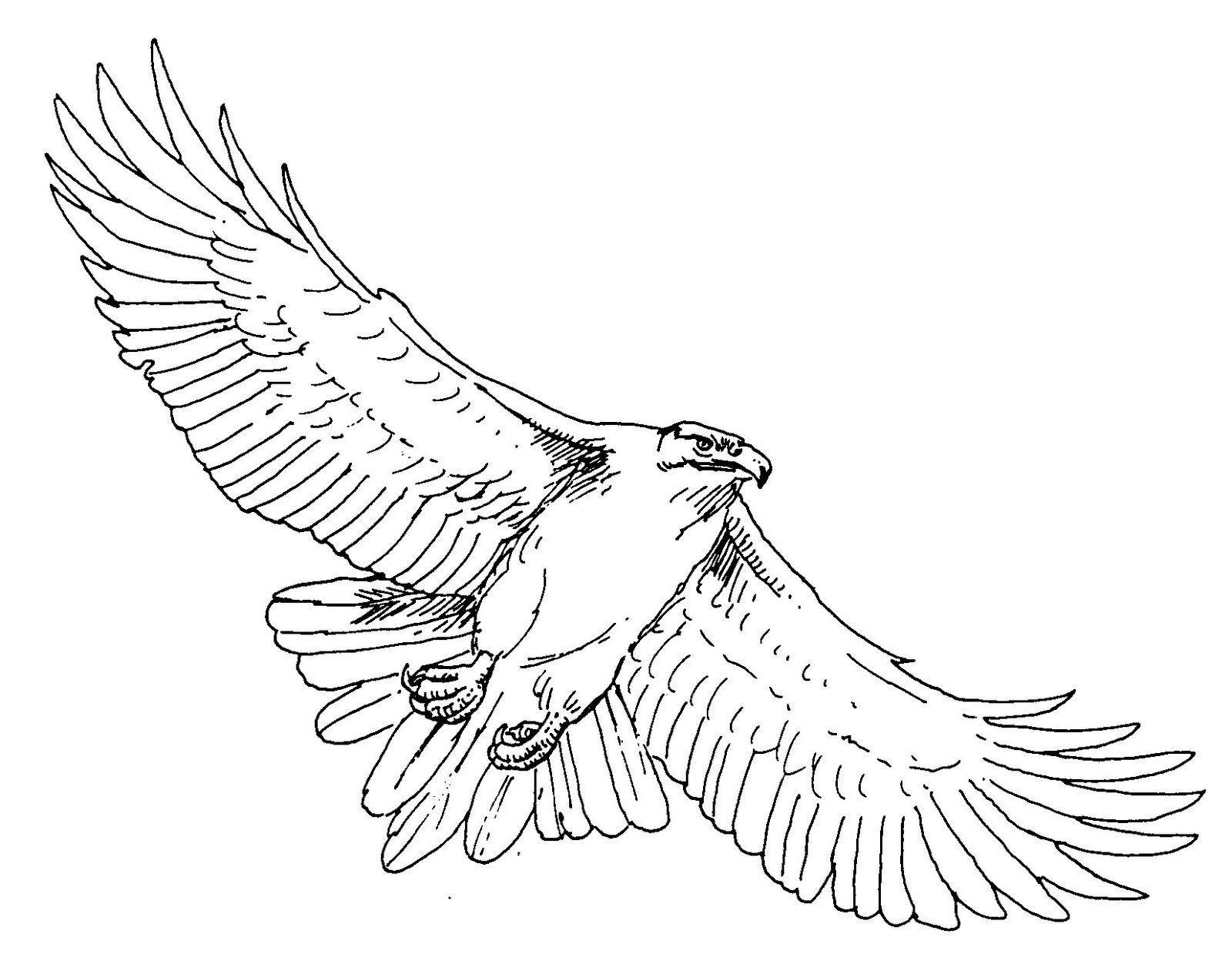 [Hawk1.jpg]