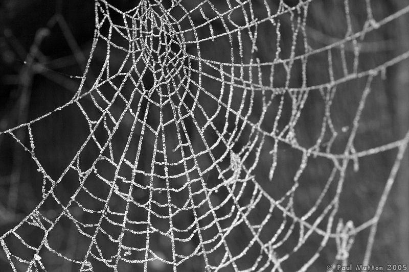 [spiderweb.jpg]