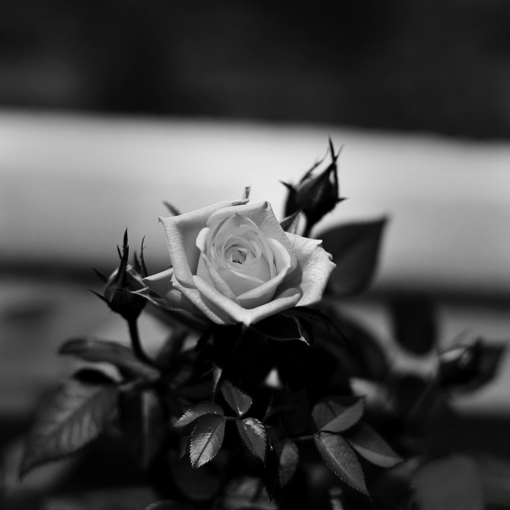 [4416183783_7dfa9f4a53_b.jpg]