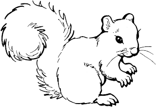 squirrel