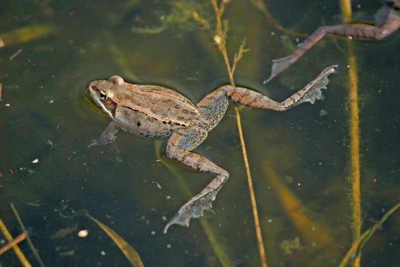 Hybrid Birder Wood Frogs in Amplexus