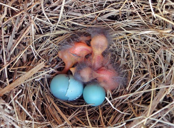 Hybrid Birder: Abnormal Bluebird Eggs