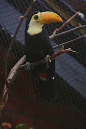 Toco toucan chick