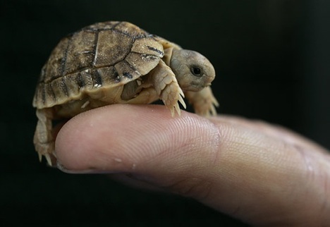 [egyptian-tortoise.jpg]