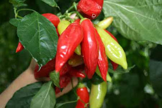 80 Gambar Lucu Cabe Mahal Terlihat Keren 80 Gambar Lucu Cabe Mahal Terlihat Keren