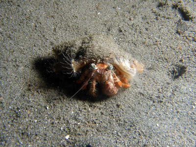 Hermit crab, Mucky Pirates Bay, Pemuteran