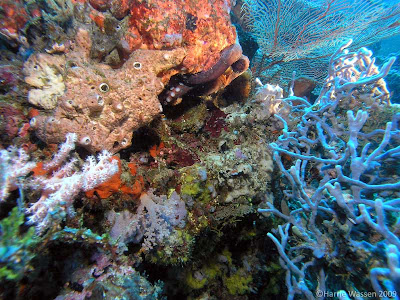 Octopus hidden amongst the coral, Pemuteran Bali