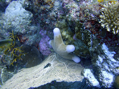 A bloated starfish