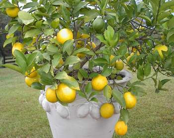 http://2.bp.blogspot.com/_nr8sLebLgg4/S899nT1zPMI/AAAAAAAAHfU/brir6_6pG0A/s400/Meyer+lemon.JPG