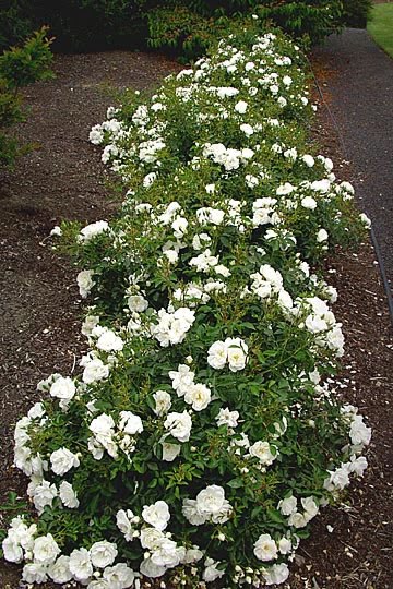 Flower Carpet Roses Are The Easiest Rose To Grow Sage Outdoor Designs