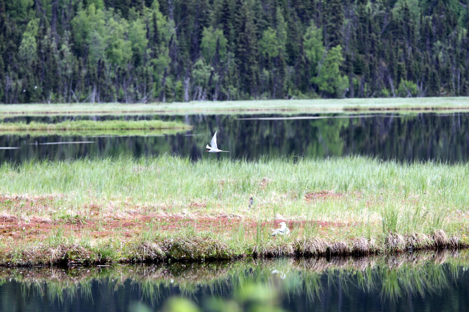 1st Kenai trip of the year