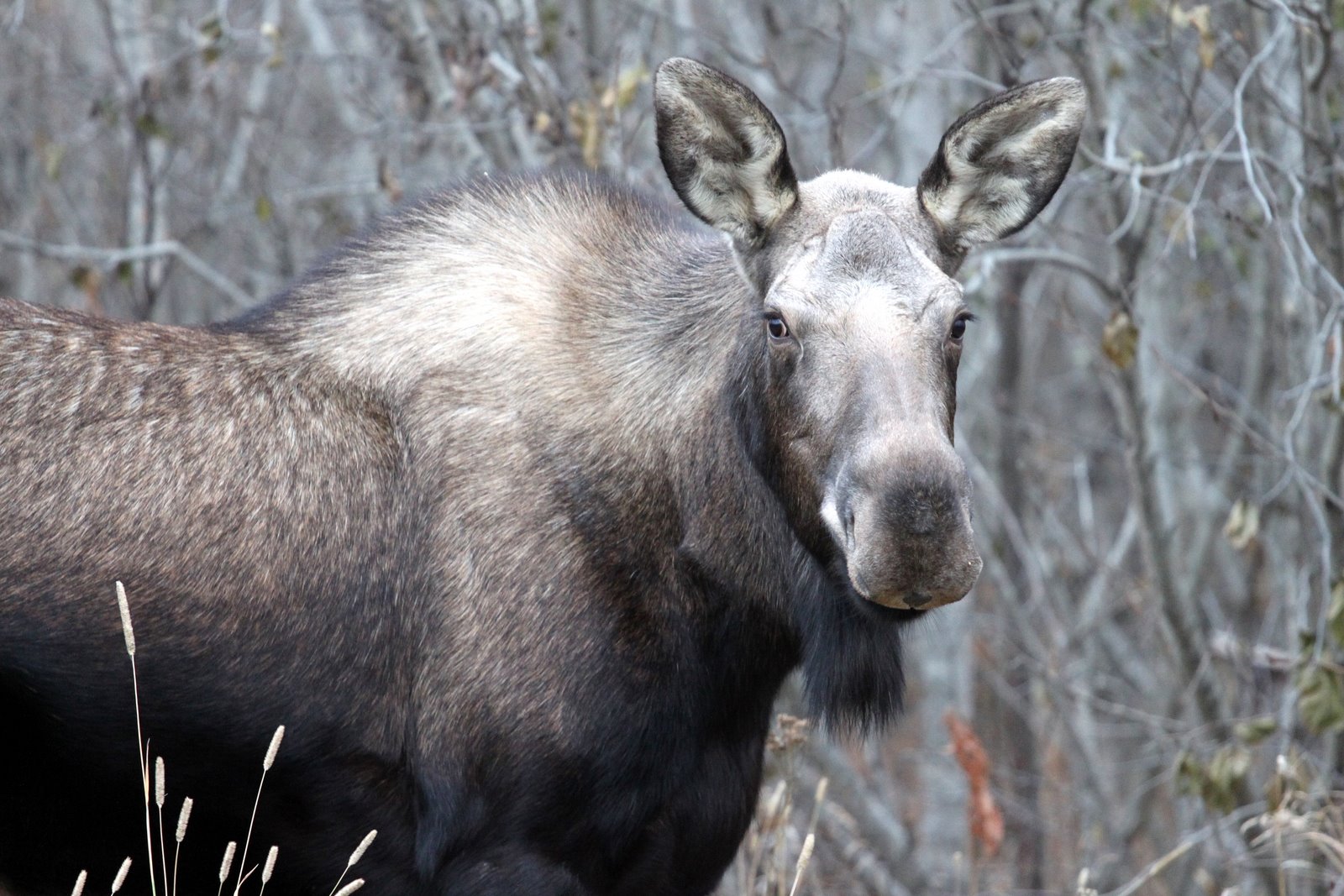 The moose are on the move