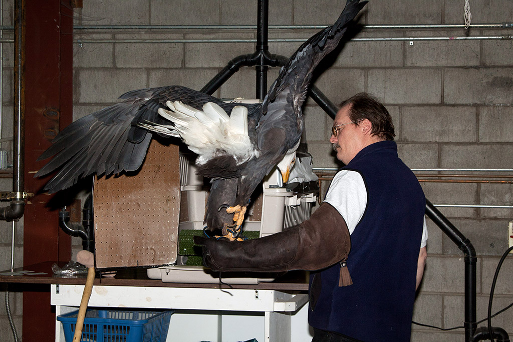 Bird Treatment and Learning Center January 2011