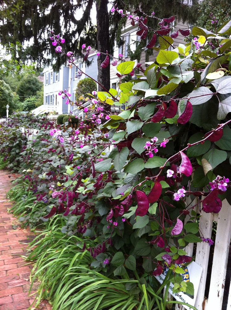 The Rusty Hoe Hyacinth Bean the-rusty-hoe-hyacinth-bean