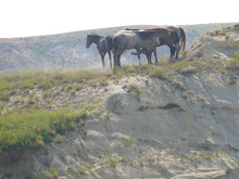 7-23-07 Theodore Roosevelt NP