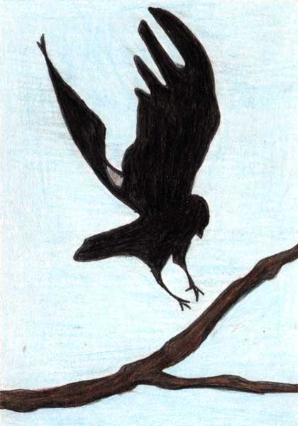 ATC0016crow.jpg