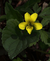 yellow downey viola violets violet pubescens correctly identified varieties several think
