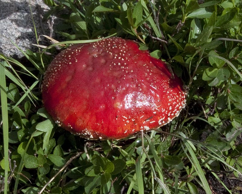 Habitat Home Colorado Mushrooms